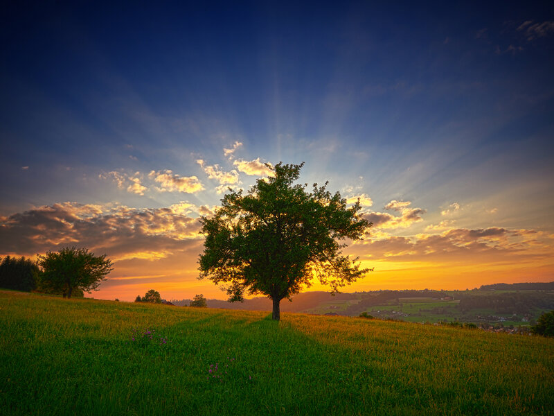 Solitary Tree on Hill — Green, Serene, Sunset, Photograph, Field, Clouds