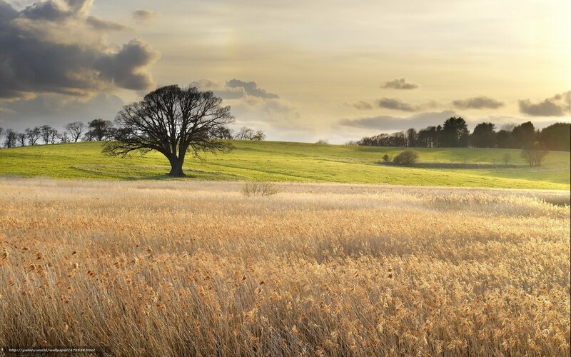 Solitary Tree on Hill — Green, Serene, Sunset, Photograph, Field, Clouds, Trees