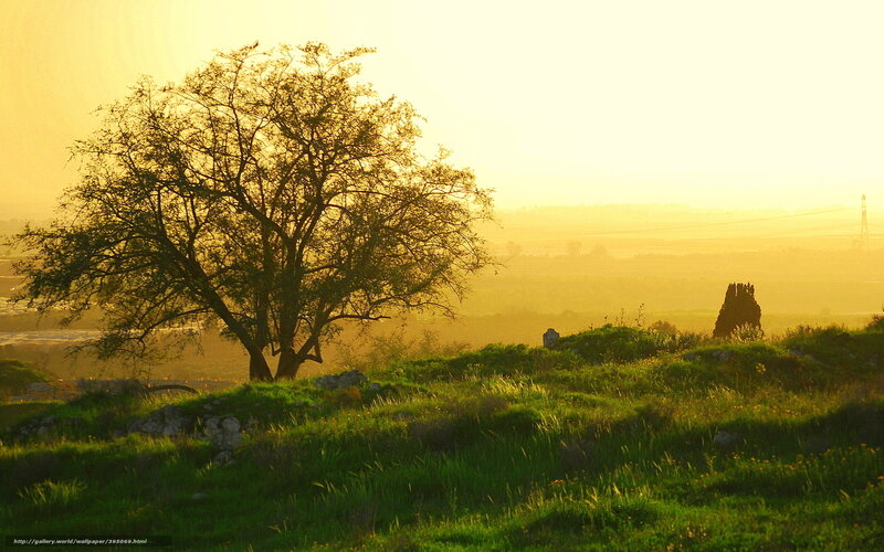 Solitary Tree on Hill — Green, Serene, Sunset, Photograph, Field, Tower