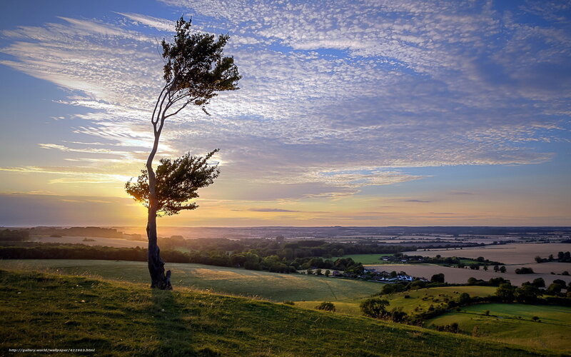 Solitary Tree on Hill — Green, Serene, Sunset, Photograph, Fields