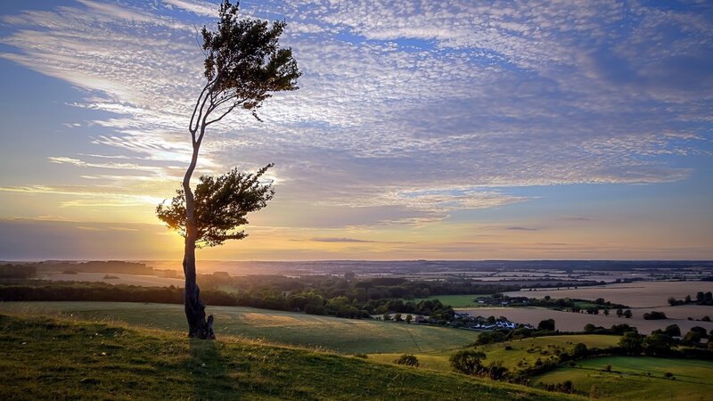 Solitary Tree on Hill — Green, Serene, Sunset, Photograph, Fields, Village