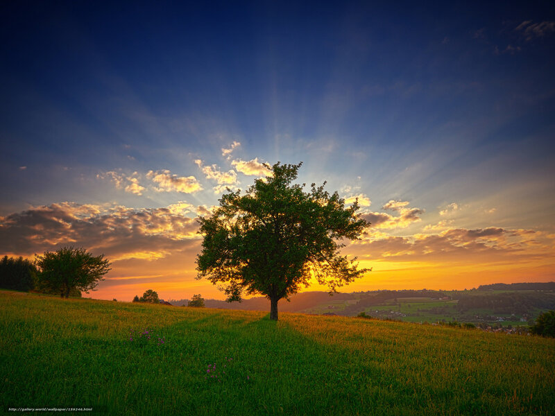Solitary Tree on Hill — Green, Serene, Sunset, Photograph, Grass Field