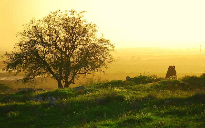 Solitary Tree on Hill — Green, Serene, Sunset, Photograph, Grass, Hills