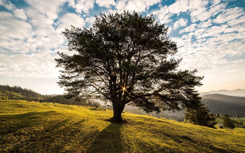 Solitary Tree on Hill — Green, Serene, Sunset, Photograph, Grass, Mountains