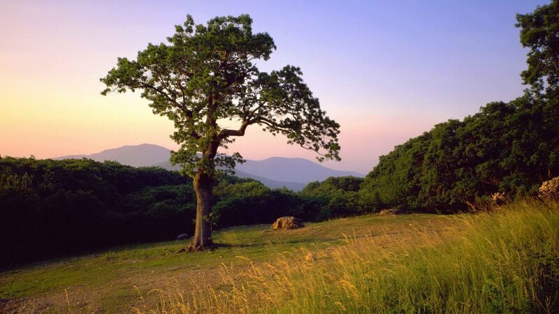 Solitary Tree on Hill — Green, Serene, Sunset, Photograph, Mountains, Grass