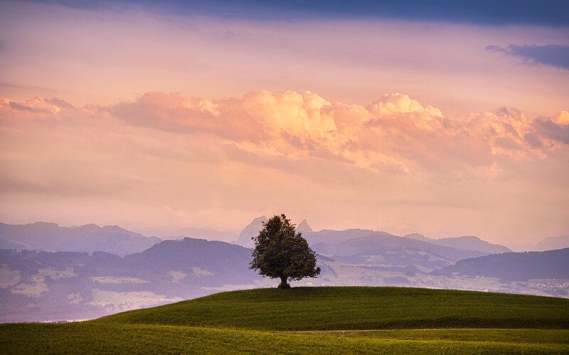 Solitary Tree on Hill — Green, Serene, Sunset, Photograph, Mountains