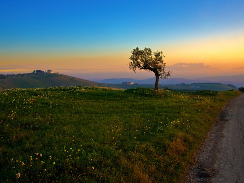 Solitary Tree on Hill — Green, Serene, Sunset, Photograph, Road