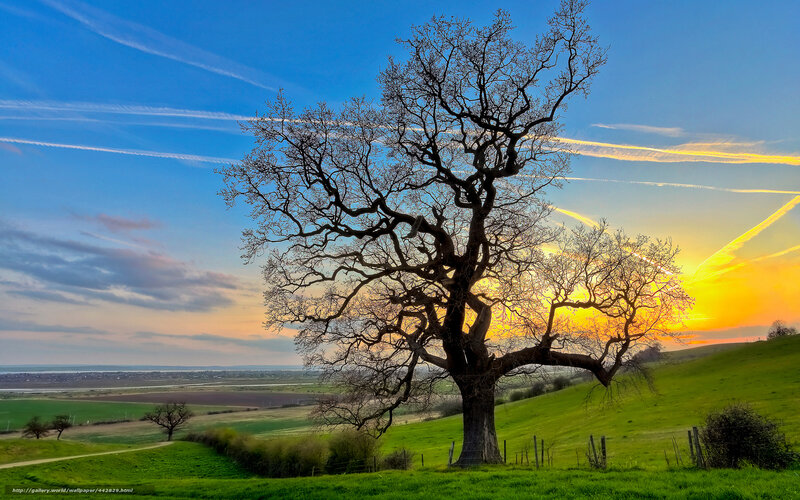 Solitary Tree on Hill — Green, Serene, Sunset, Photograph, Sky, Hills, Clouds