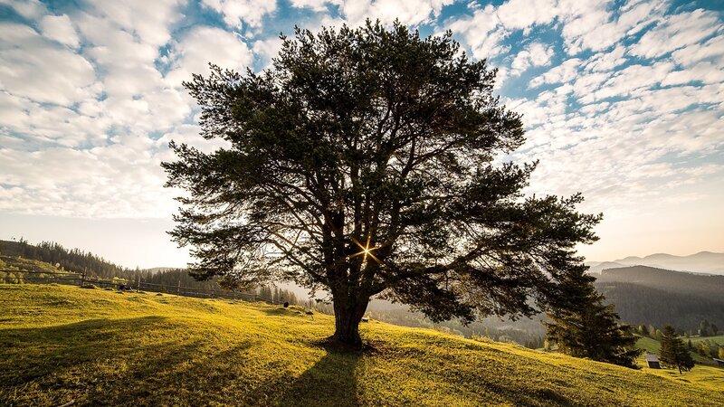 Solitary Tree on Hill — Green, Serene, Sunset, Photograph, Sky, Mountains