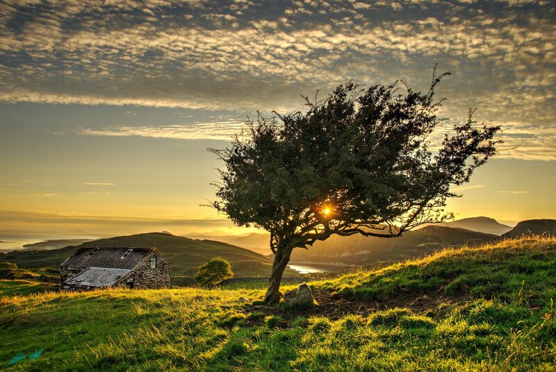 Solitary Tree on Hill — Green, Serene, Sunset, Photograph, Stone Hut