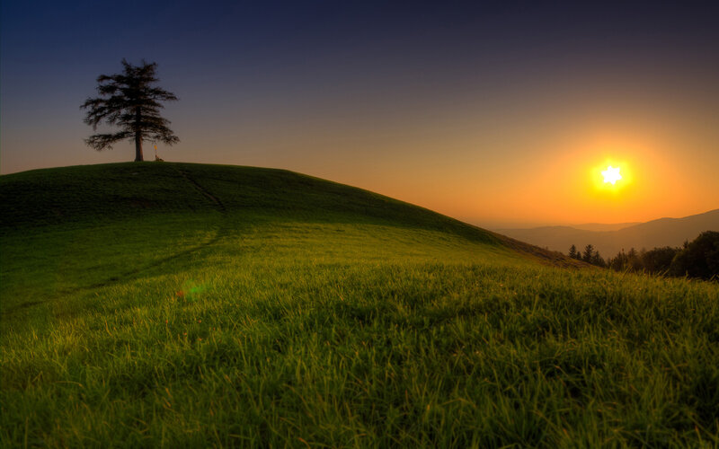 Solitary Tree on Hill — Green, Serene, Sunset, Photograph, Sun