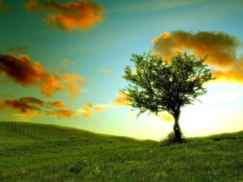 Solitary Tree on Hill — Green, Serene, Sunset