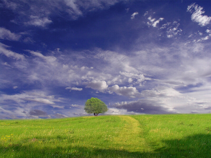 Solitary Tree on Hill — Green, Serene