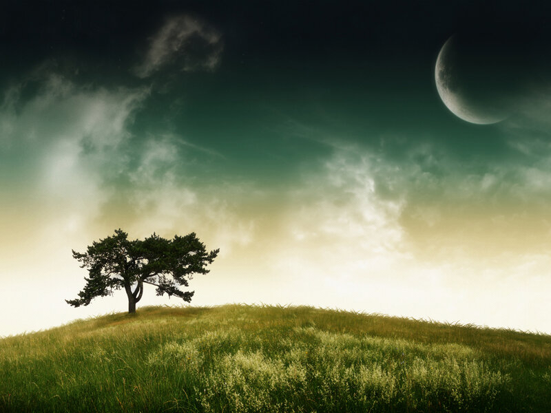 Solitary Tree on Hill — Green