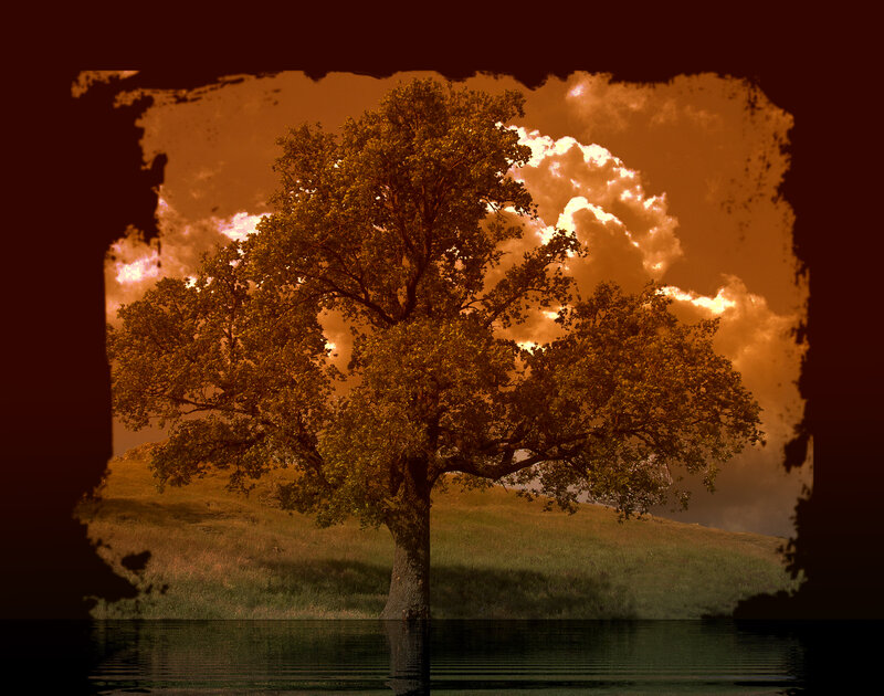 Solitary Tree on Hill — Orange, Dramatic, Sunset, Photograph, Clouds