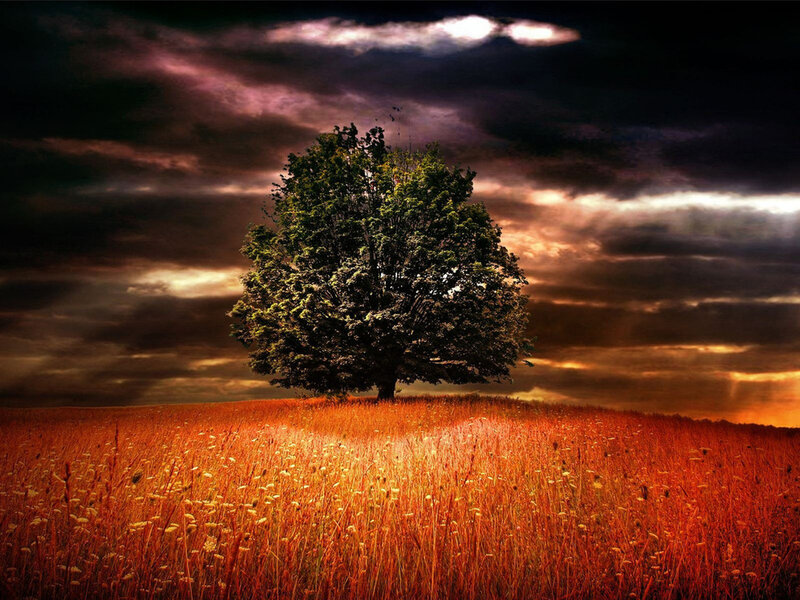 Solitary Tree on Hill — Orange, Dramatic, Sunset, Photograph, Field, Clouds, Sky