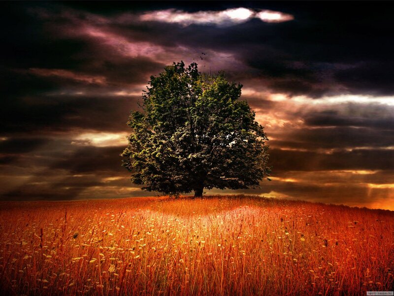 Solitary Tree on Hill — Orange, Dramatic, Sunset, Photograph, Field, Clouds