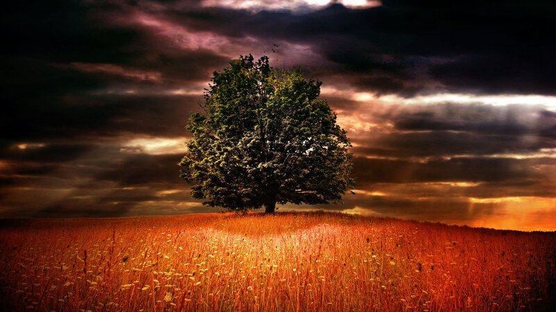 Solitary Tree on Hill — Orange, Dramatic, Sunset, Photograph, Field