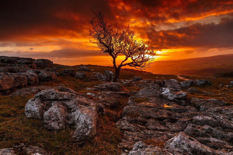 Solitary Tree on Hill — Orange, Dramatic, Sunset, Photograph, Rocks