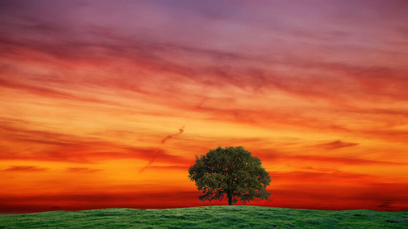 Solitary Tree on Hill — Orange, Dramatic, Sunset, Photograph, Sky, Grass