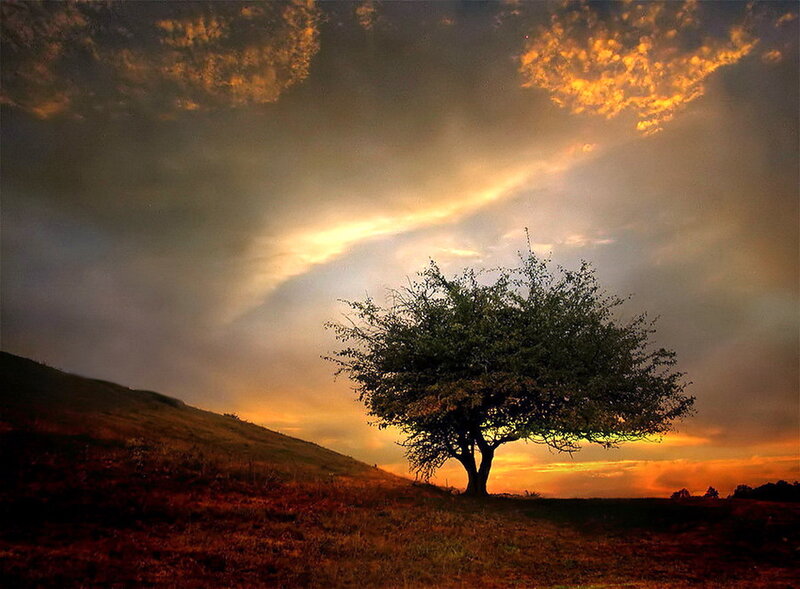 Solitary Tree on Hill — Orange, Dramatic, Sunset, Photograph