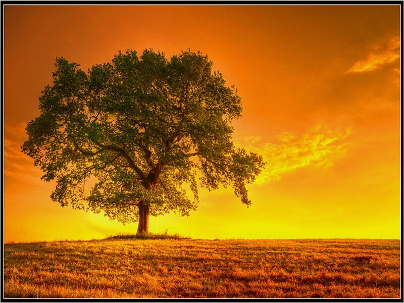 Solitary Tree on Hill — Orange, Dramatic, Sunset