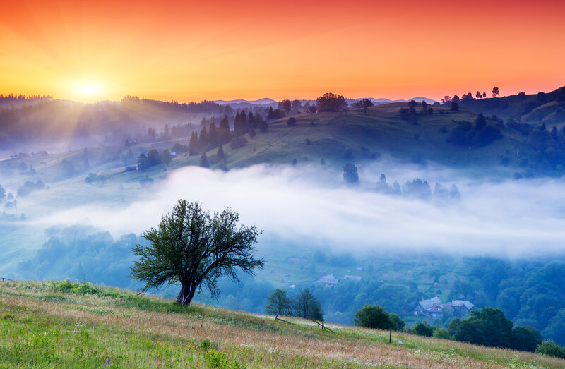 Solitary Tree on Hill — Orange, Serene, Sunrise