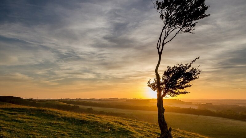 Solitary Tree on Hill — Orange, Serene, Sunset