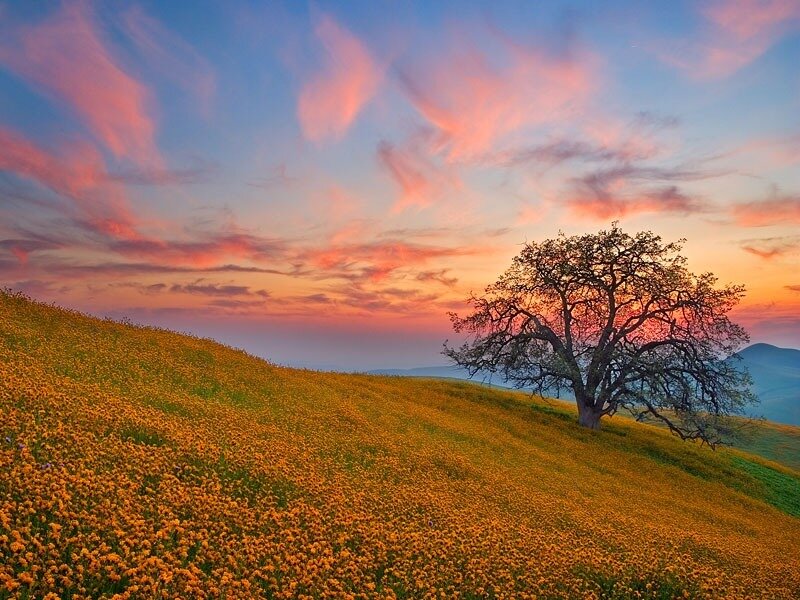 Solitary Tree on Hill — Orange, Serene