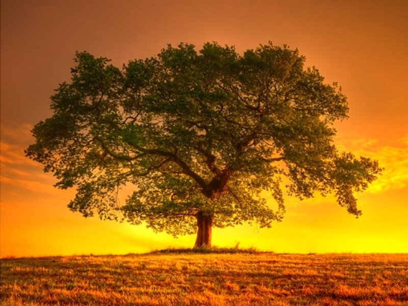 Solitary Tree on Hill — Orange
