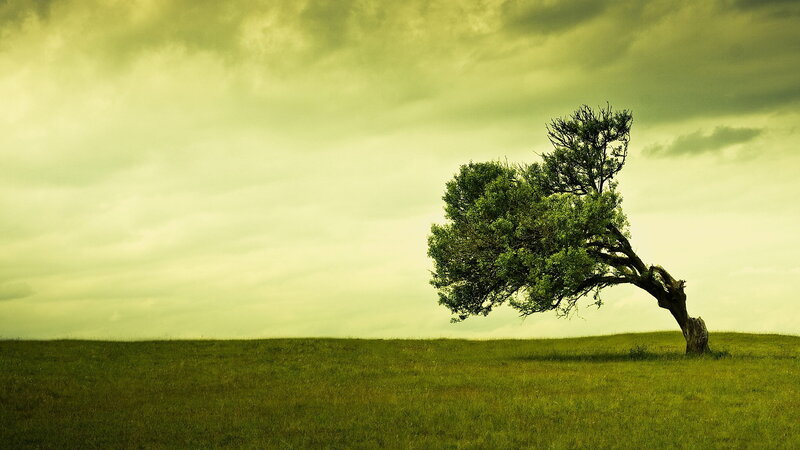 Solitary Tree on Hill — Photograph, Sky