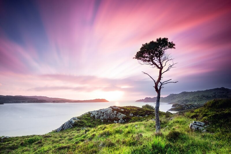 Solitary Tree on Hill — Pink, Serene