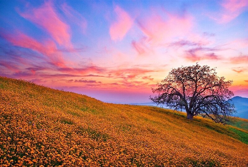 Solitary Tree on Hill — Pink