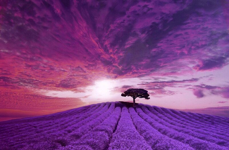 Solitary Tree on Hill — Purple, Dramatic, Sunset, Digital Art, Sky