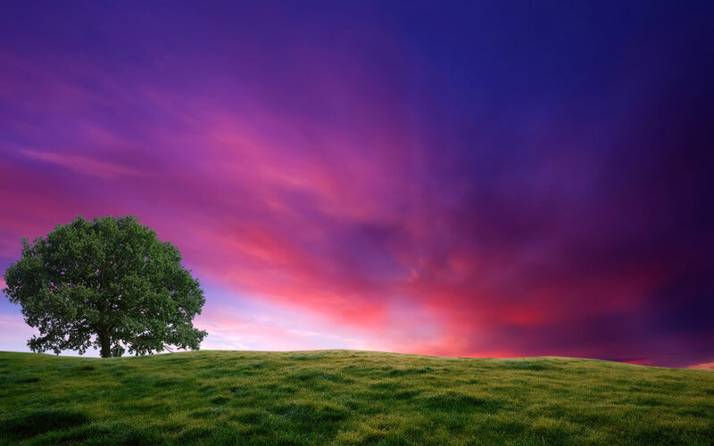 Solitary Tree on Hill — Purple, Dramatic, Sunset