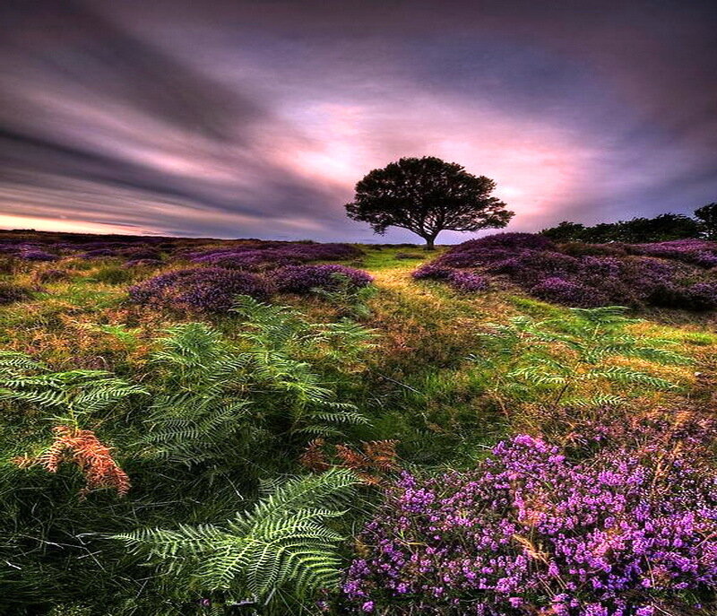 Solitary Tree on Hill — Purple, Dramatic