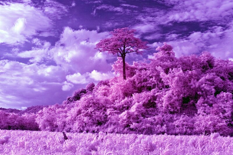 Solitary Tree on Hill — Purple, Dreamy