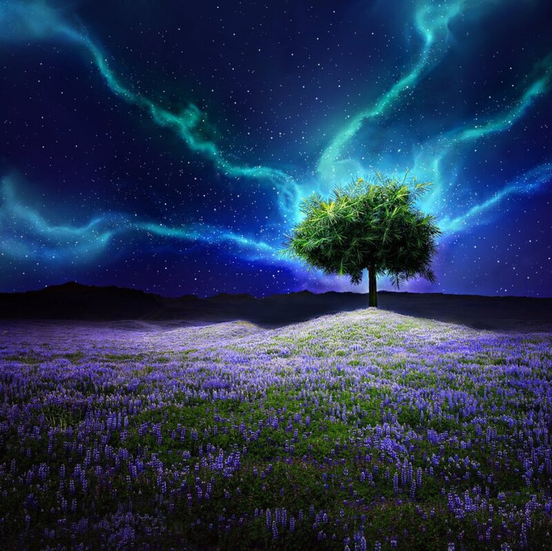 Solitary Tree on Hill — Purple, Serene, Night