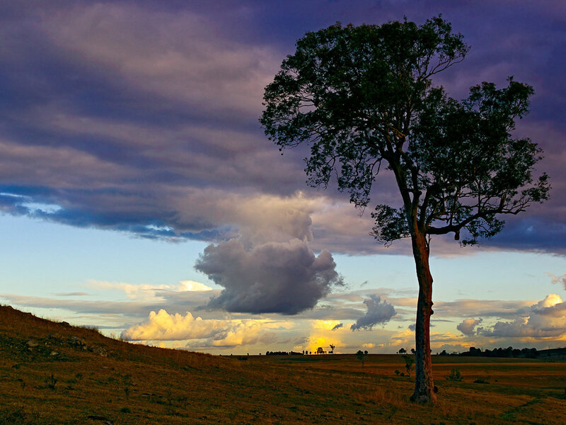 Solitary Tree on Hill — Purple