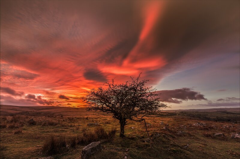 Solitary Tree on Hill — Red, Dramatic, Sunset, Photograph