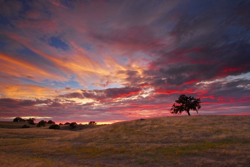 Solitary Tree on Hill — Red, Dramatic, Sunset