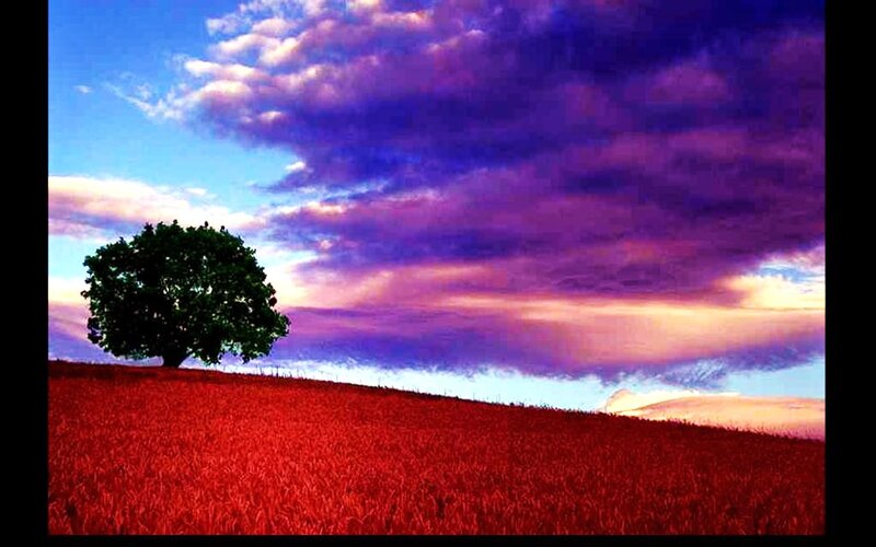 Solitary Tree on Hill — Red, Dramatic