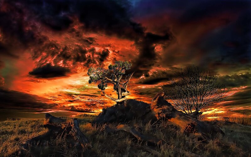 Solitary Tree on Hill — Red