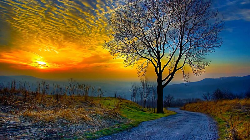 Solitary Tree on Hill — Yellow, Dramatic