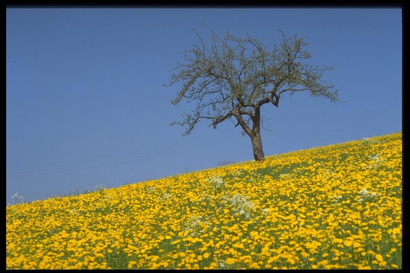 Solitary Tree on Hill — Yellow, Serene, Spring