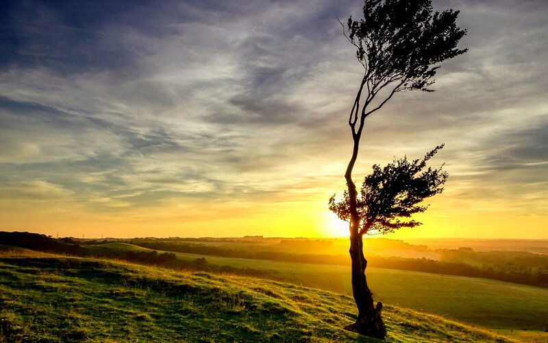 Solitary Tree on Hill — Yellow, Serene, Sunrise
