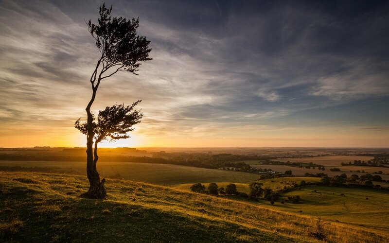 Solitary Tree on Hill — Yellow, Serene, Sunset