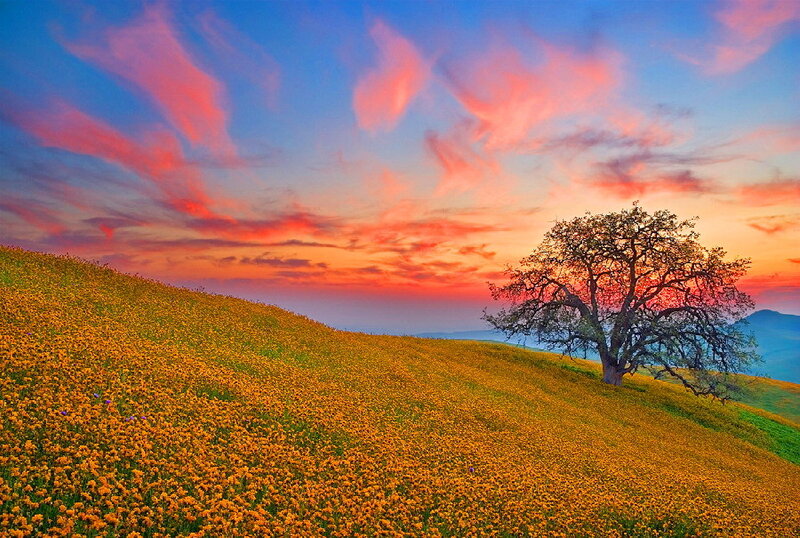 Solitary Tree on Hill — Yellow, Serene