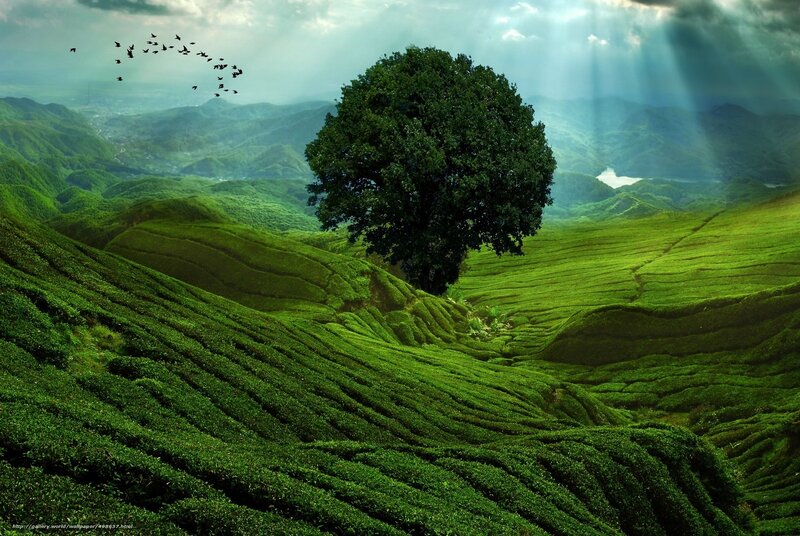 Solitary Tree on Hills — Green, Serene, Morning, Photograph