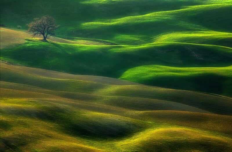 Solitary Tree on Hills — Green, Serene